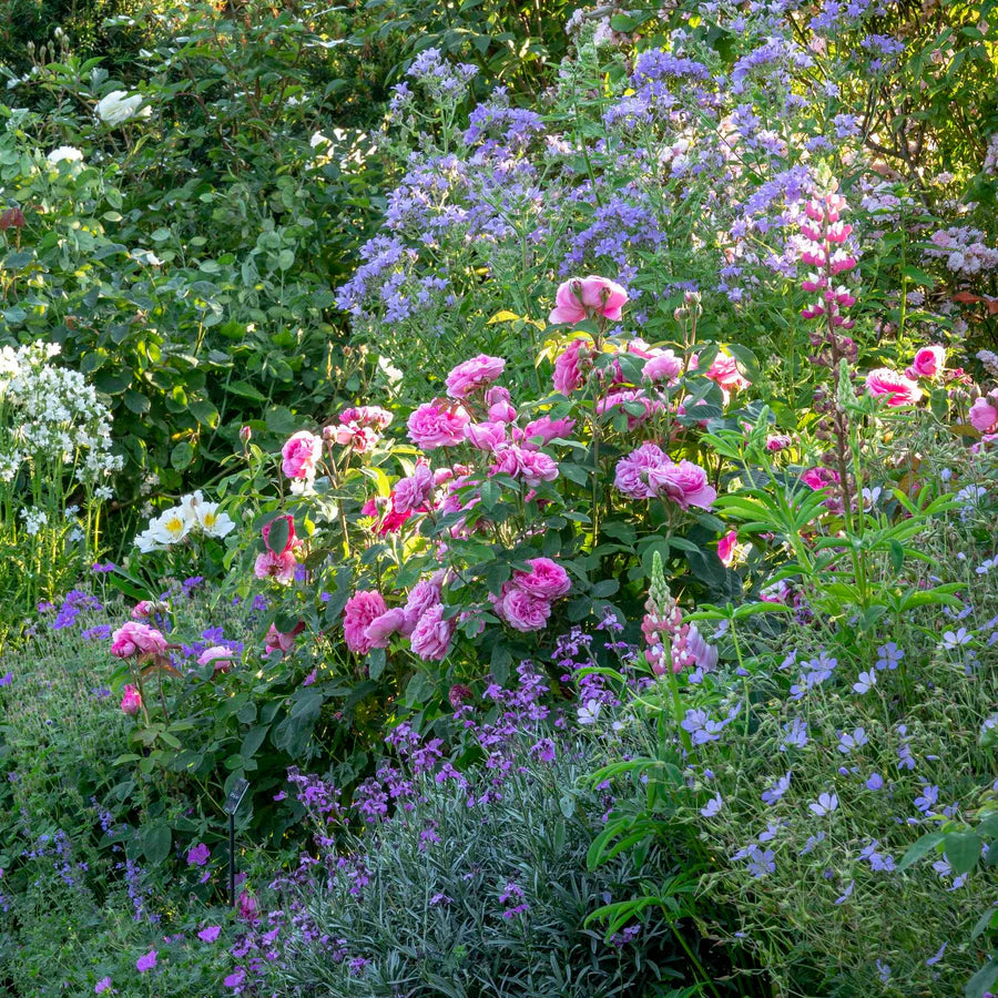 Gertrude Jekyll