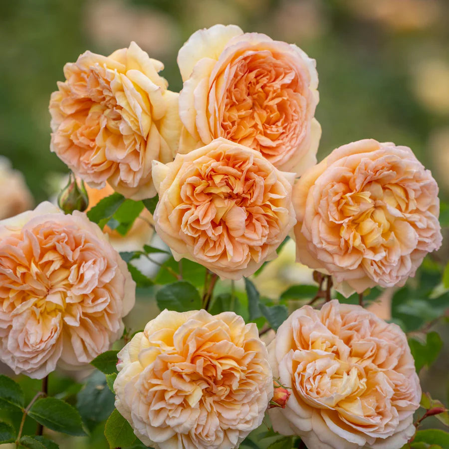 Bathsheba - David Austin Climbing Rose