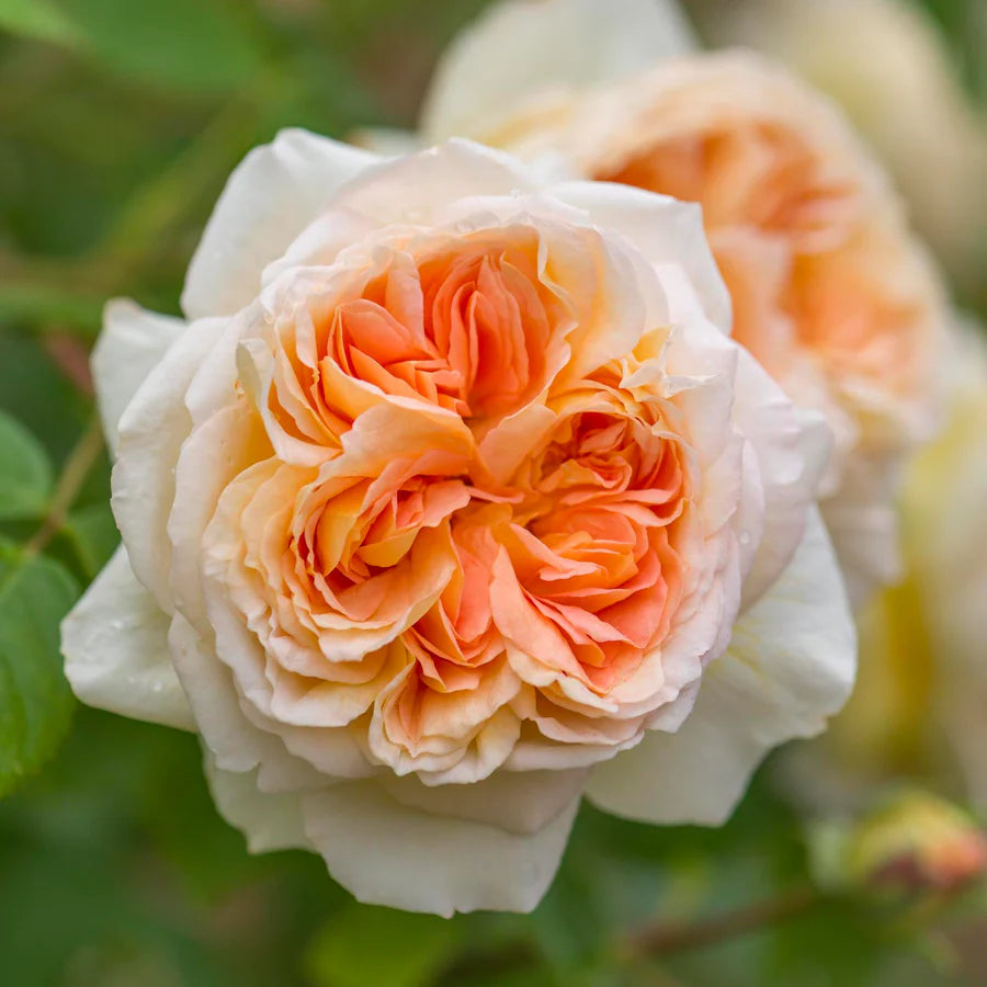 Bathsheba - David Austin Climbing Rose