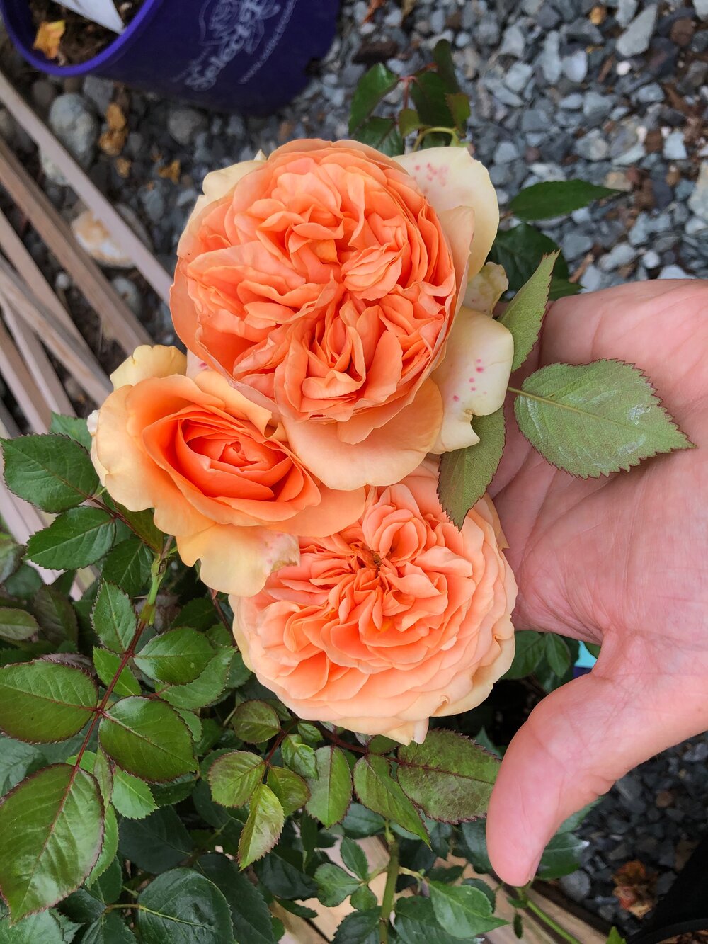 Double Ambre
