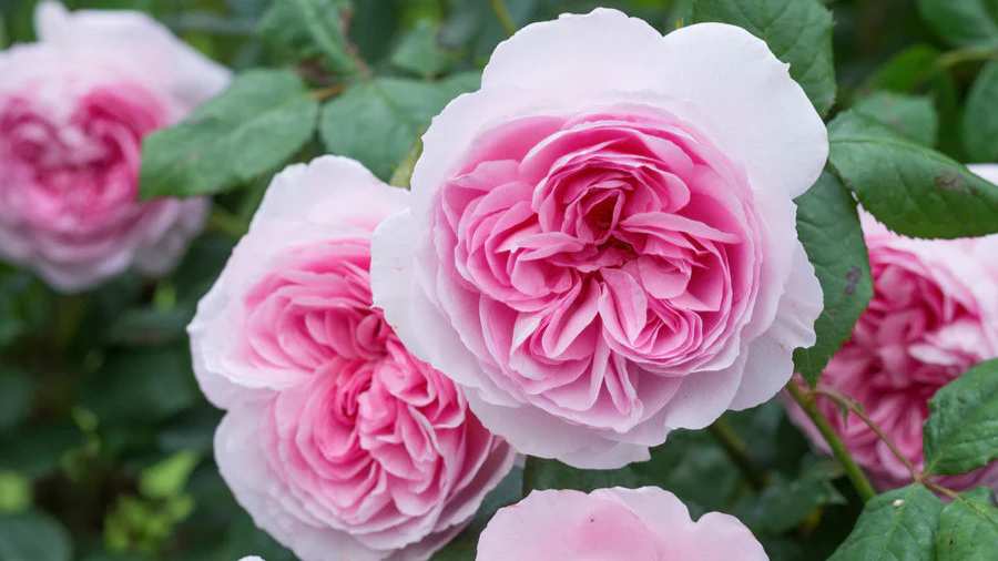 Buy roses online Canada