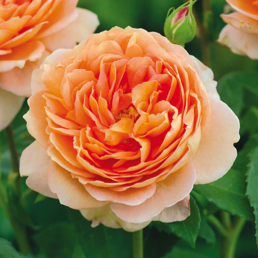 David Austin roses Canada