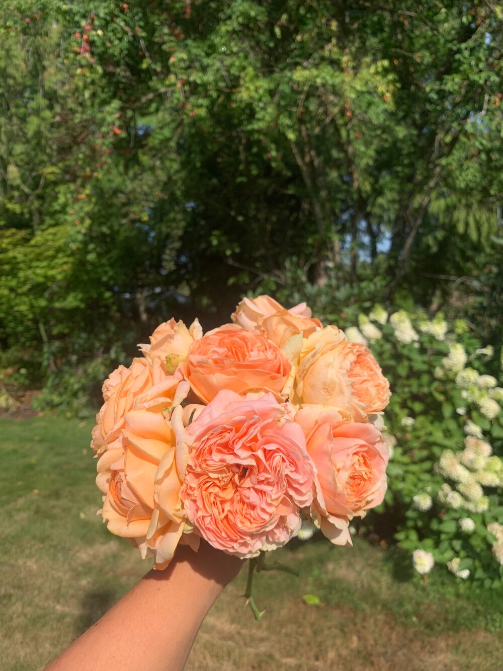 Double Ambre