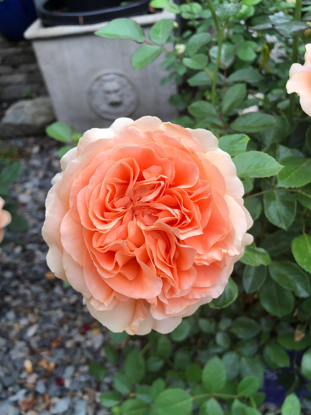 Double Ambre