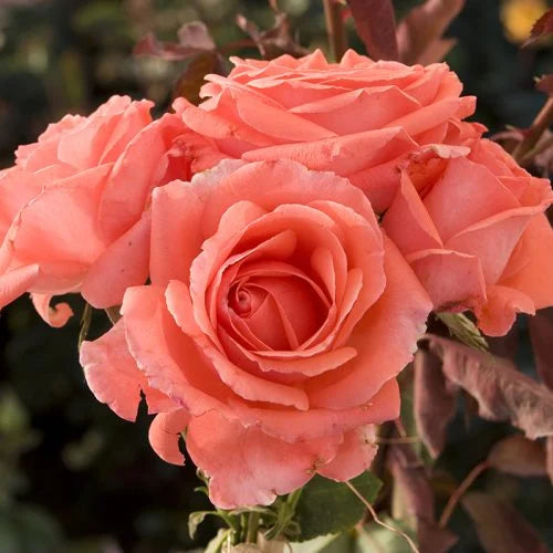America - Climbing Rose