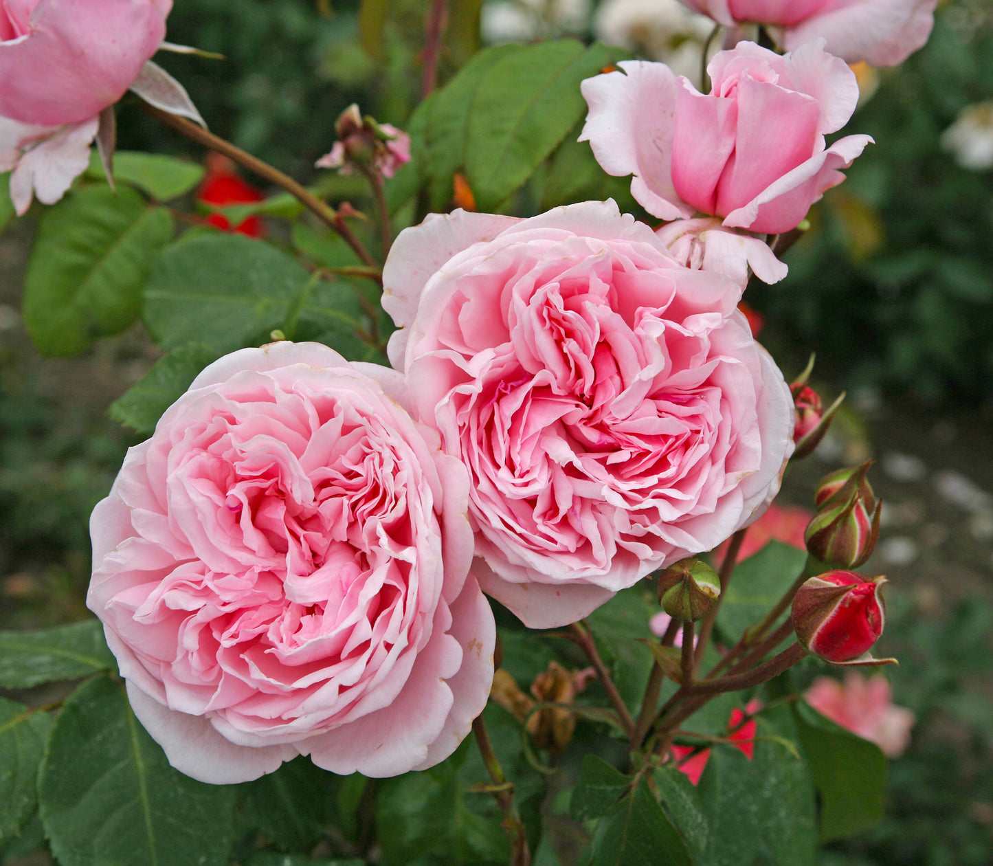 Kiss Me Kate - Kordes Climbing Rose