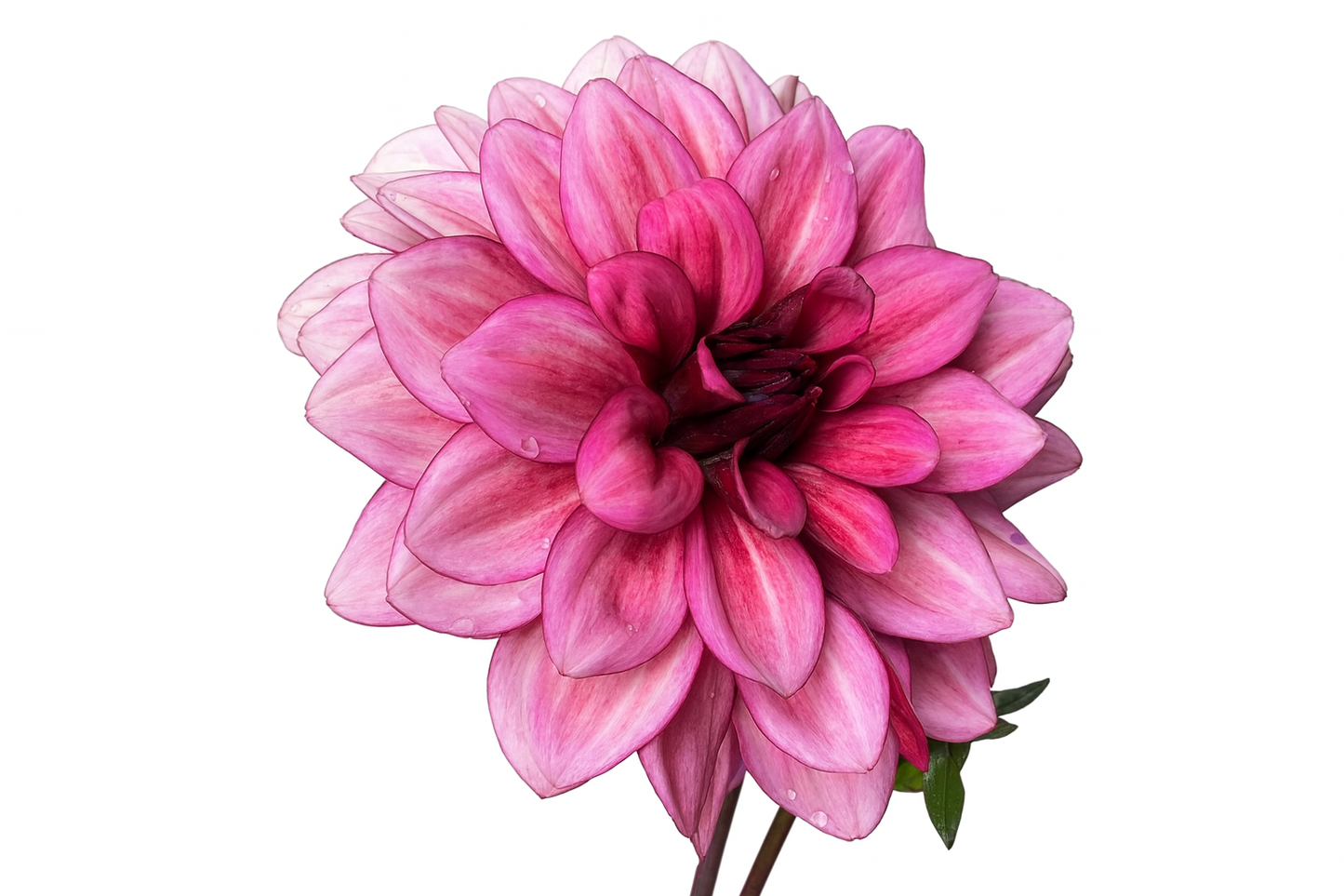 Night Silence - Dahlia