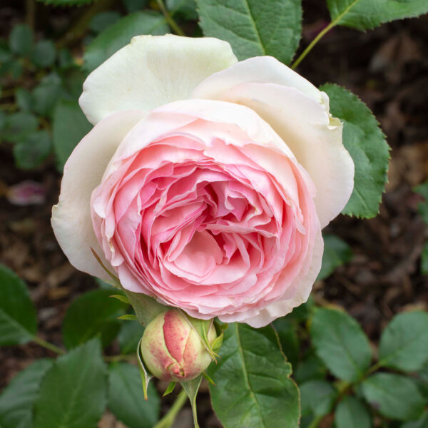 Eden Climber® (Eden 85) - Meilland Climbing Rose