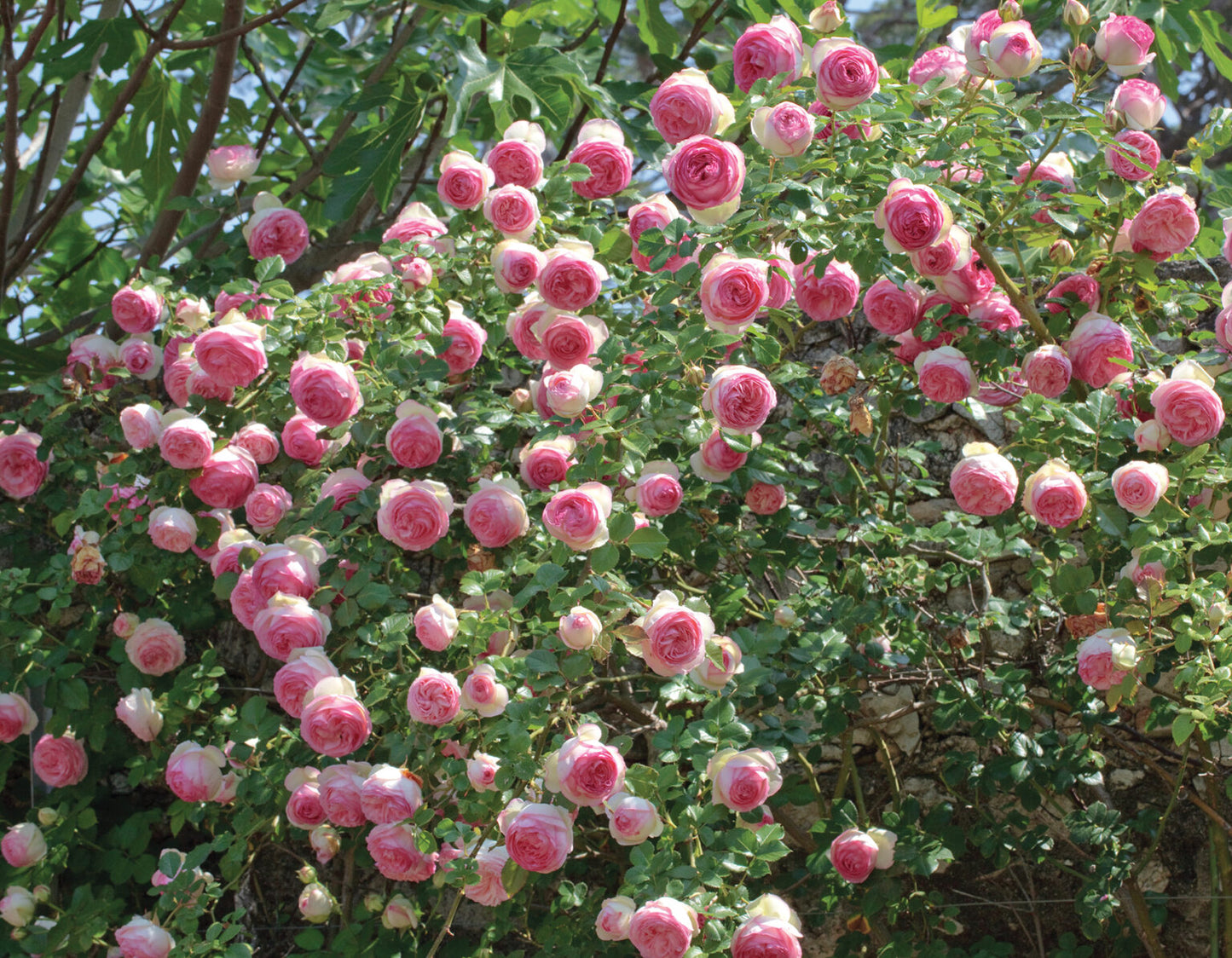 Eden Climber® (Eden 85) - Meilland Climbing Rose