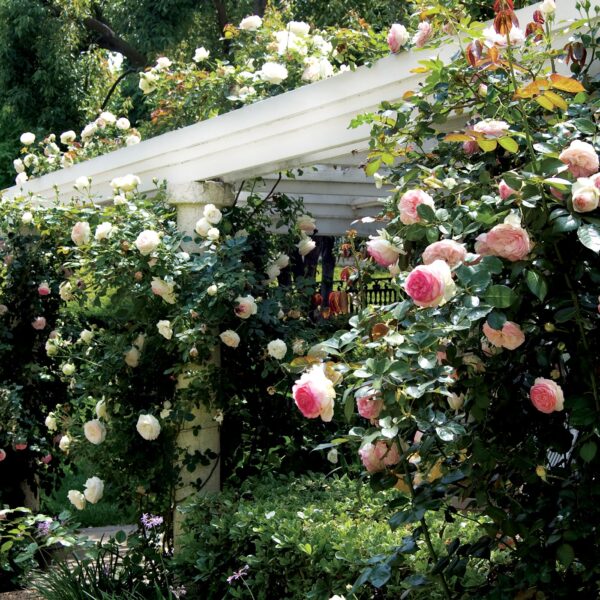 Eden Climber® (Eden 85) - Meilland Climbing Rose