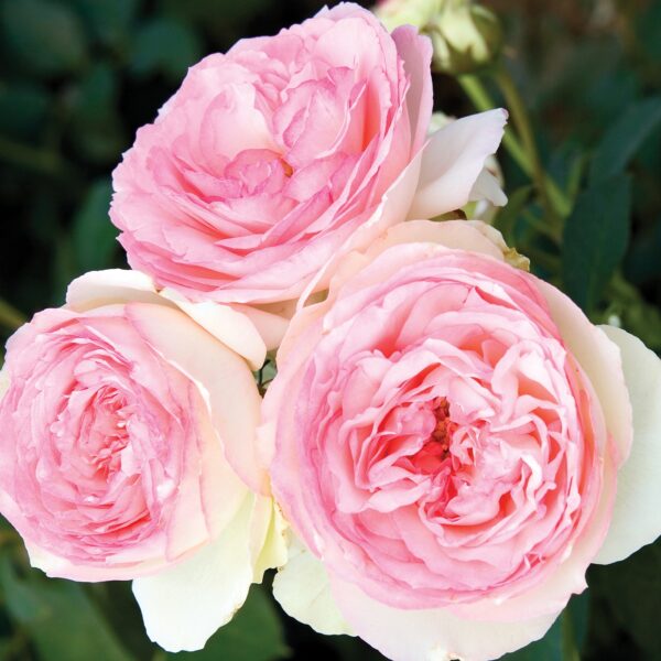 Eden Climber® (Eden 85) - Meilland Climbing Rose