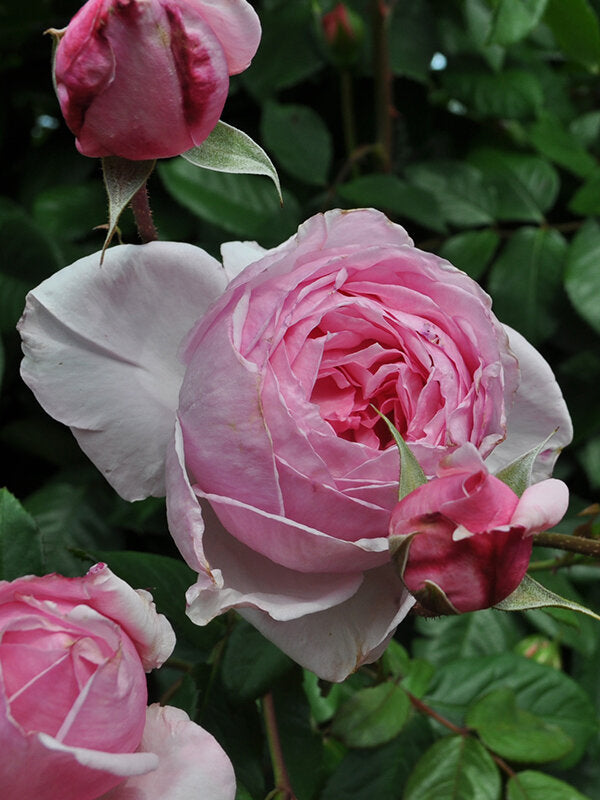 Kiss Me Kate - Kordes Climbing Rose