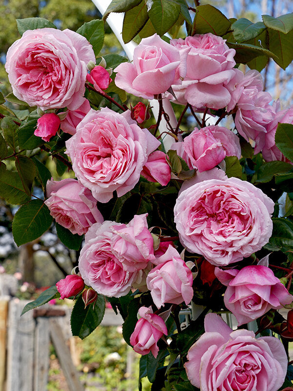 Kiss Me Kate - Kordes Climbing Rose