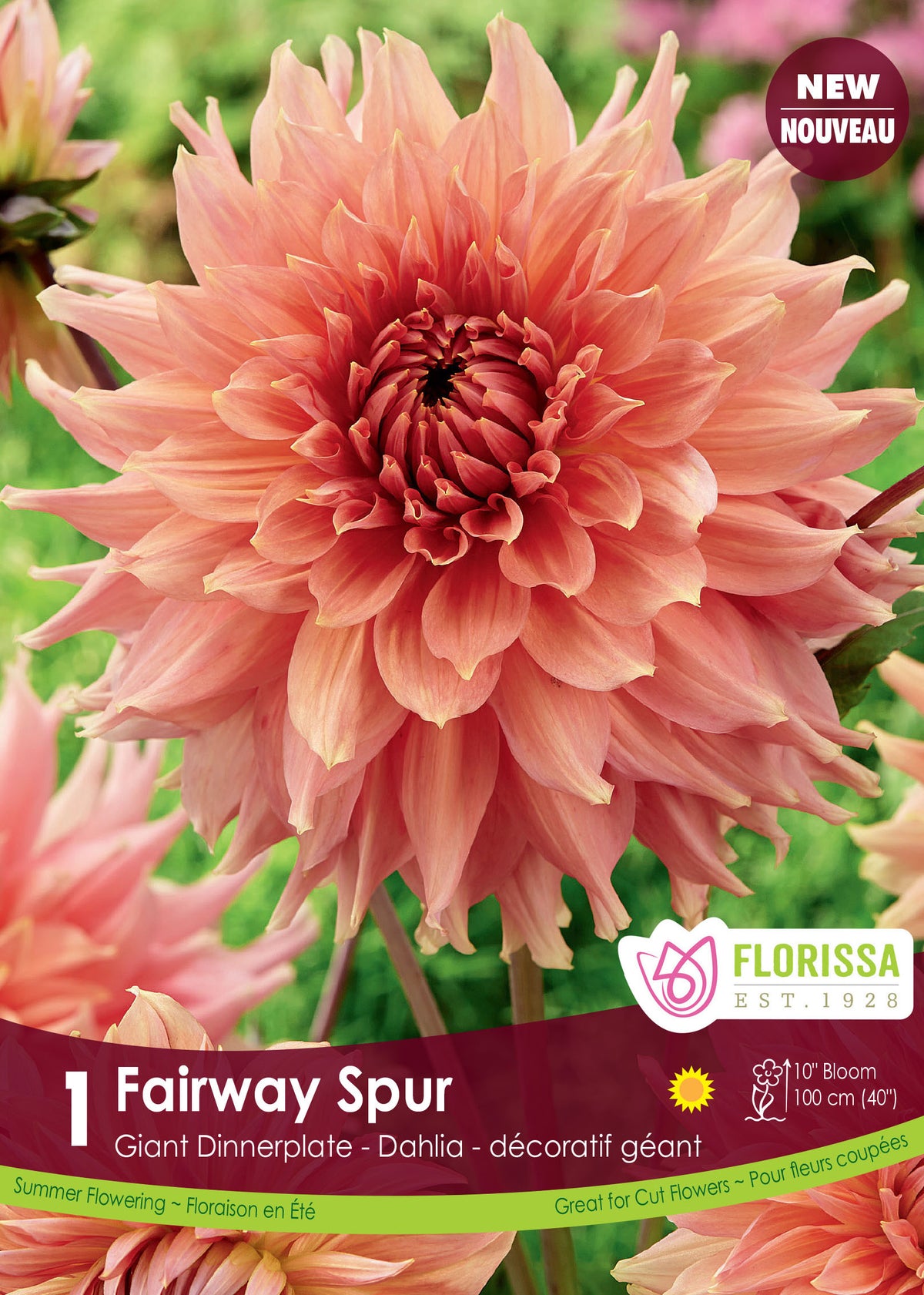 Fairway Spur - Dahlia