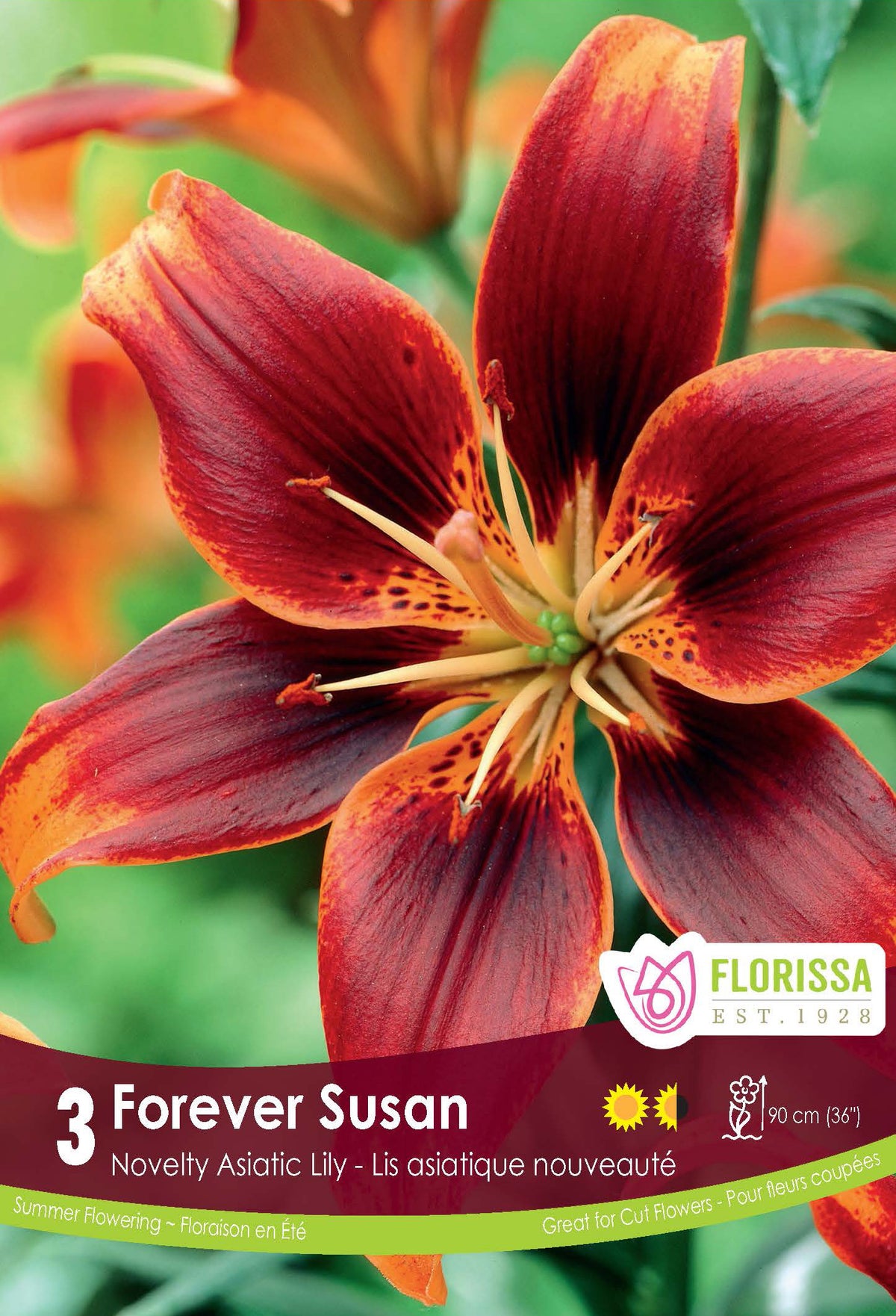 Lily Asiatic - Forever Susan