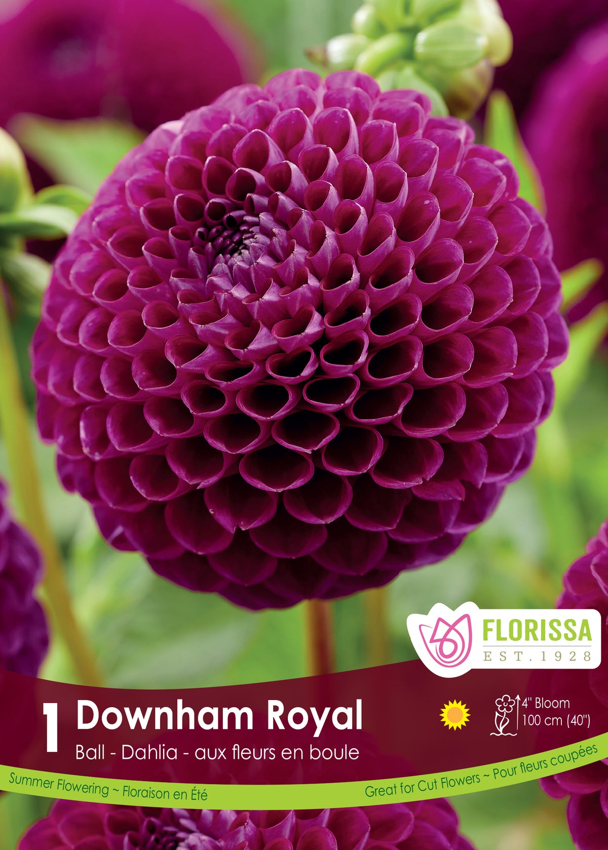 Downham Royal - Dahlia