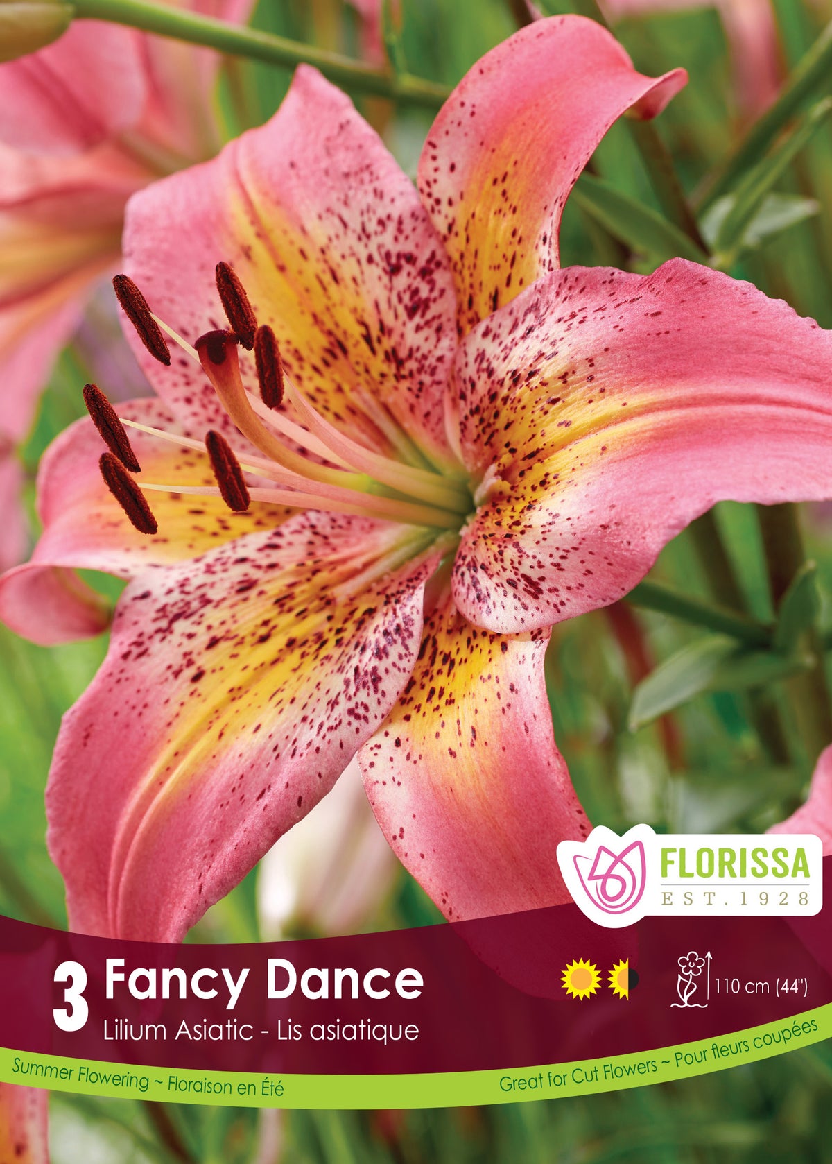 Lily Asiatic - Fancy Dance