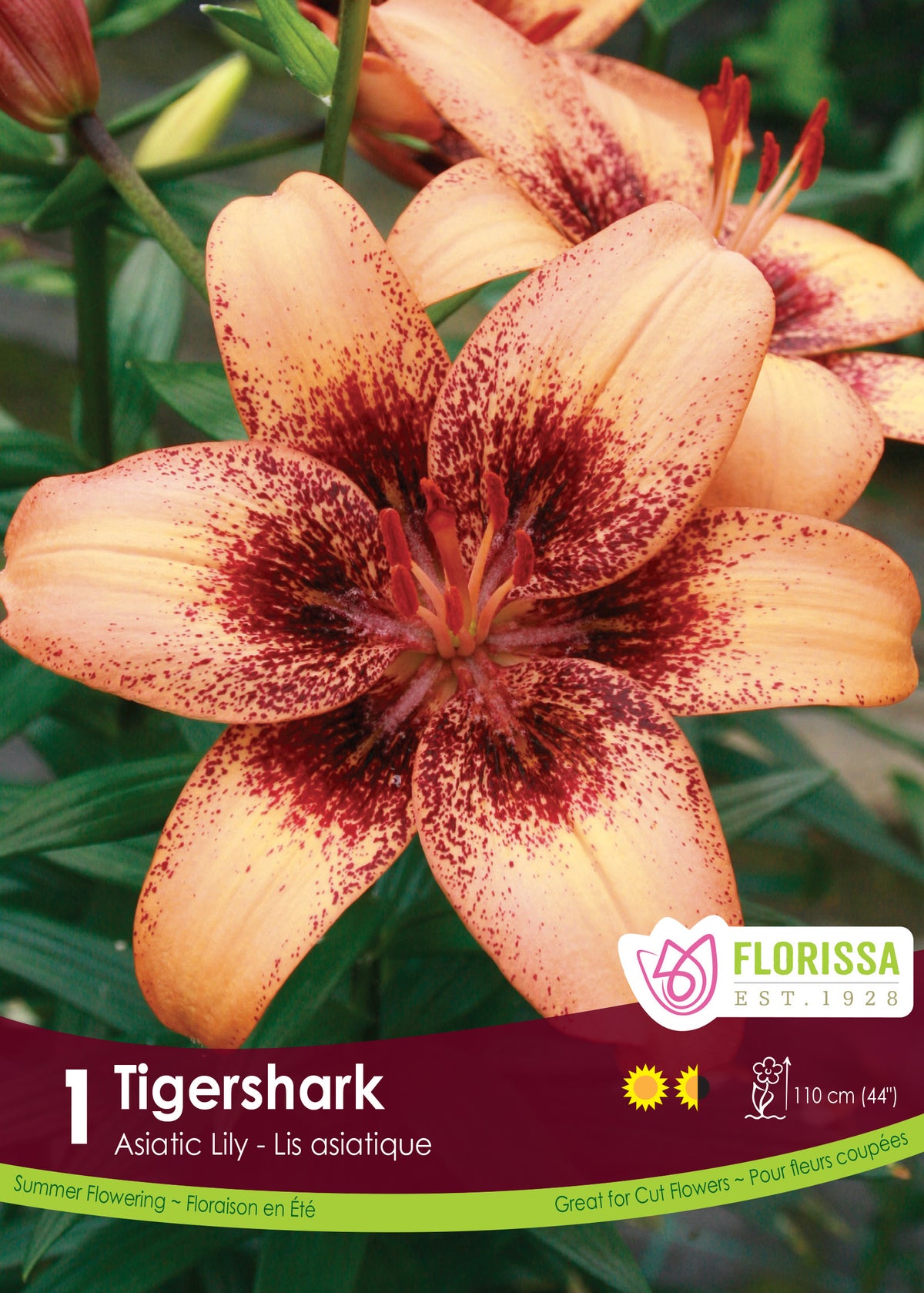 Lily Asiatic - Tigershark