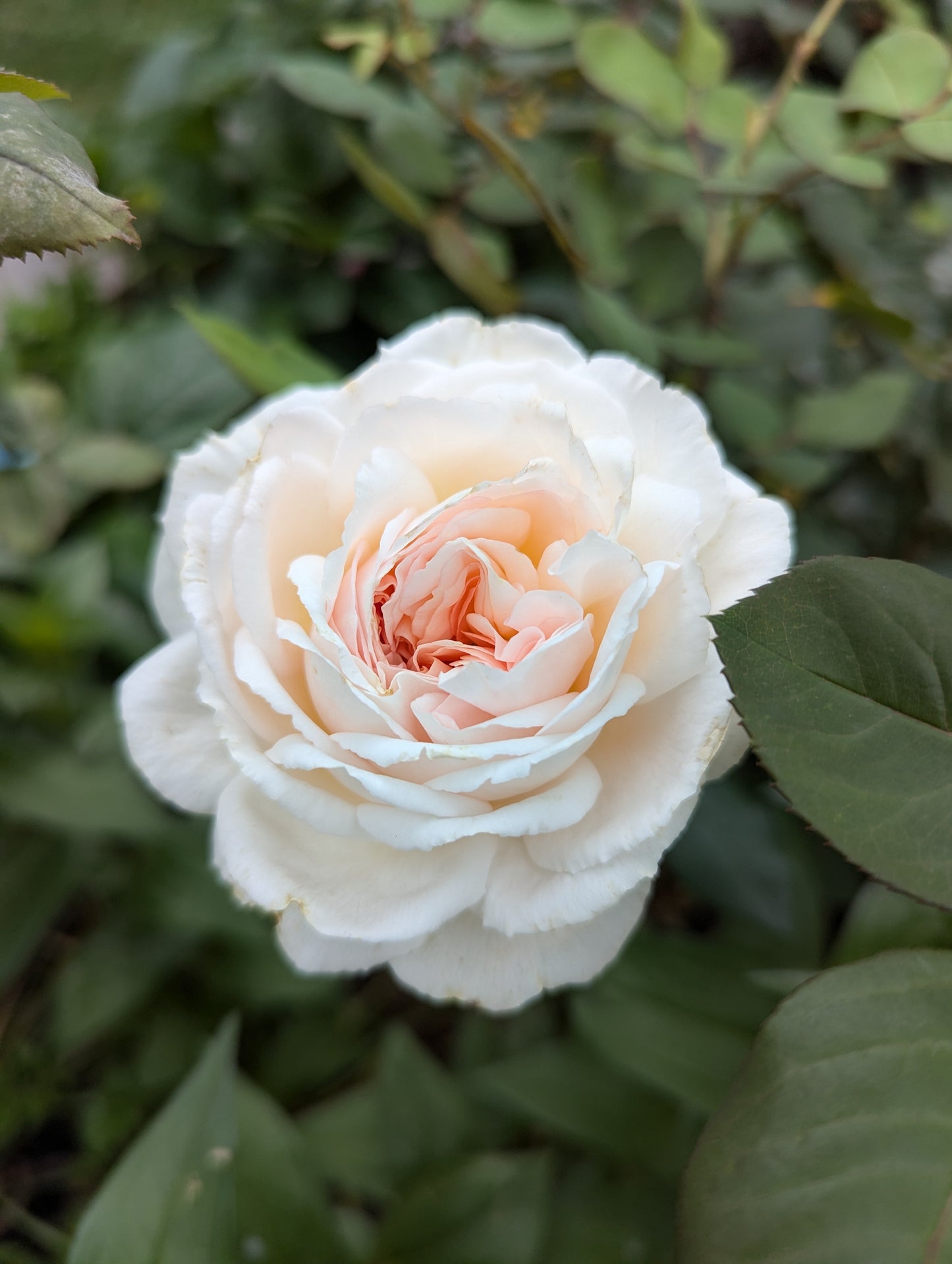 Bliss Parfuma