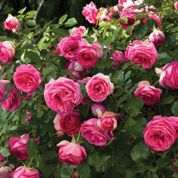 Meilland roses for sale