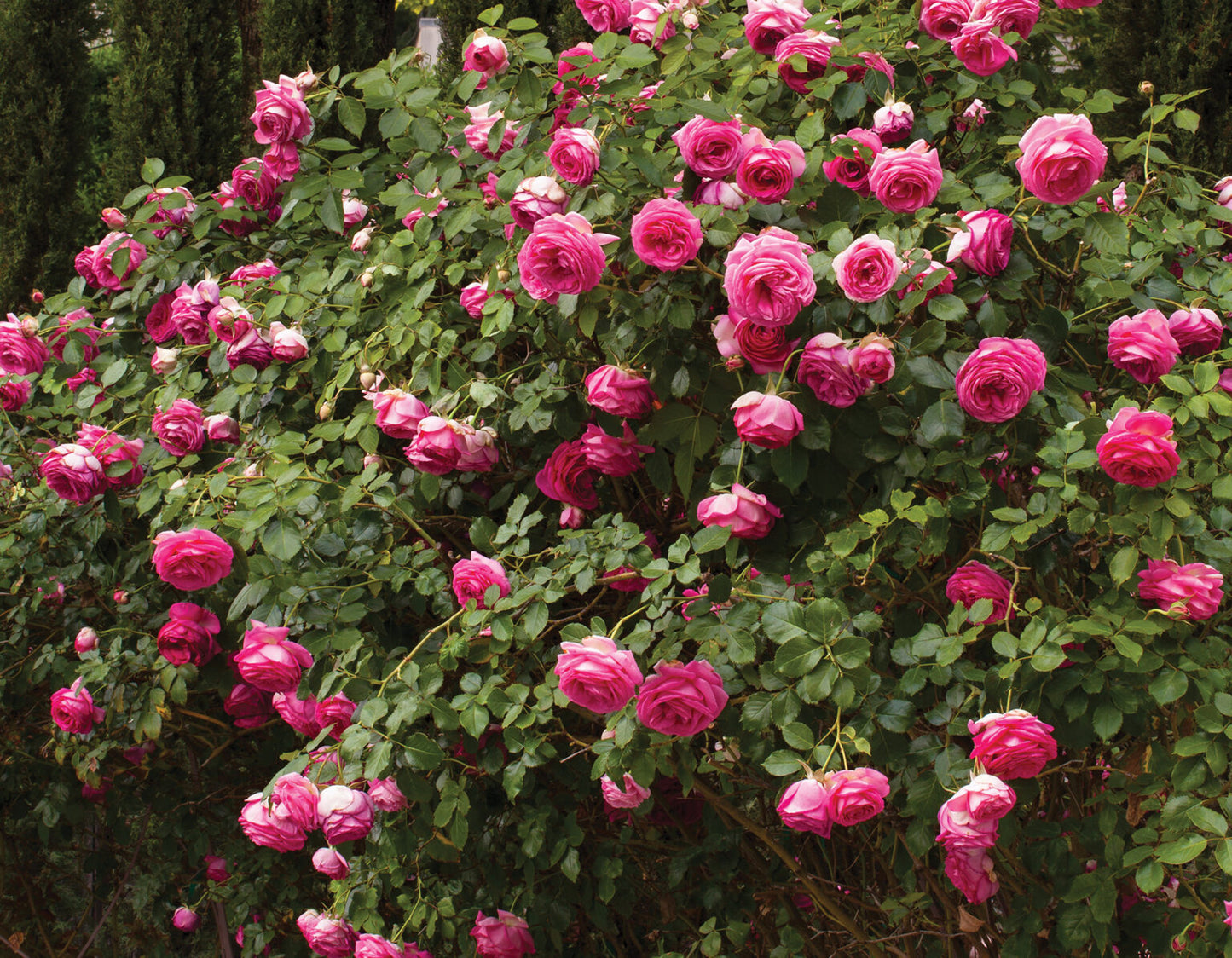 Eden Climber® Pretty In Pink - Meilland Climbing Rose