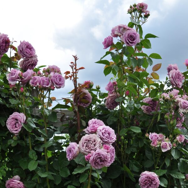 Hardy roses for Canadian gardens