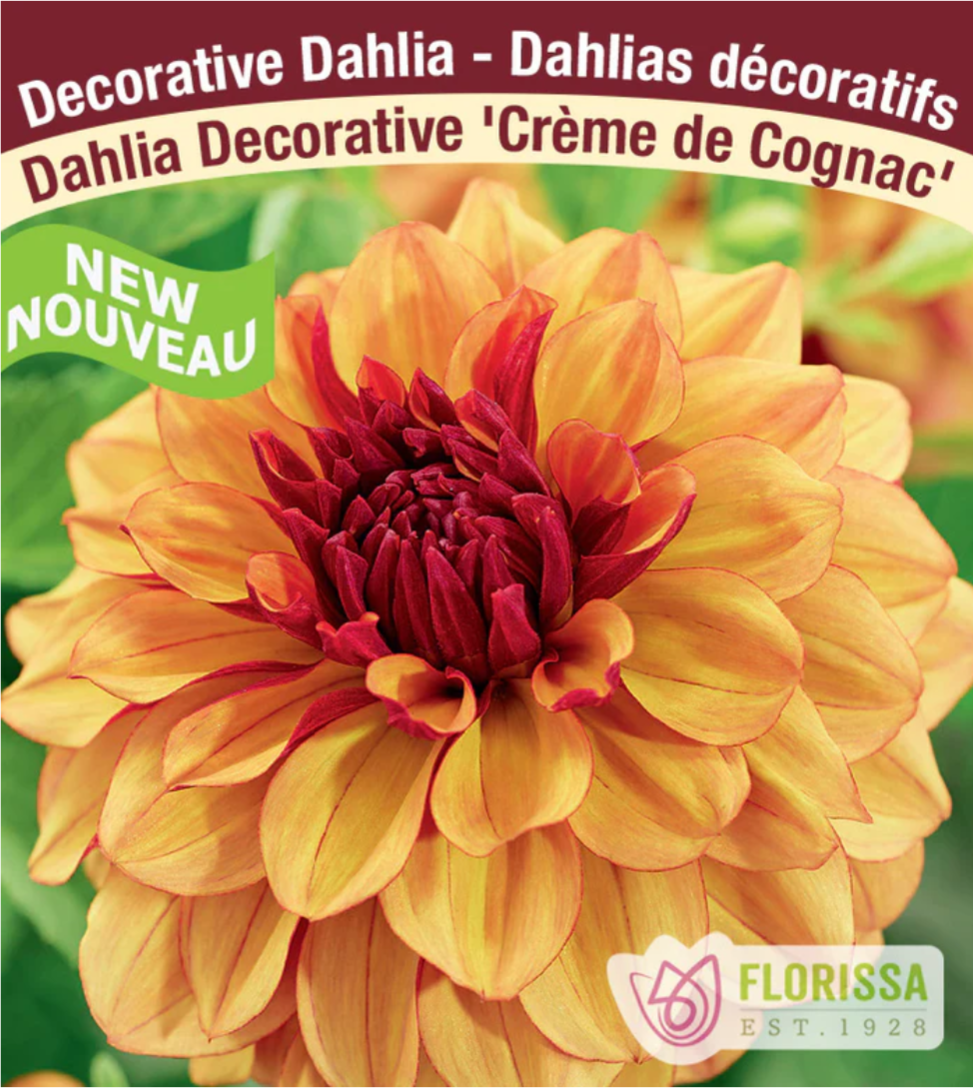 Creme de Cognac - Dahlia