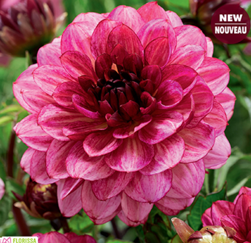Muchacha - Dahlia