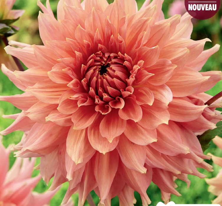 Fairway Spur - Dahlia