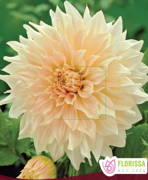 Cafe au Lait - Dahlia