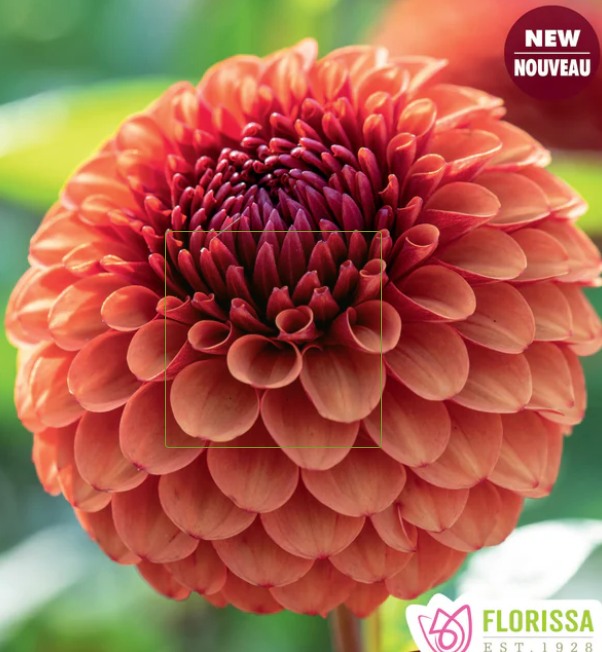 Brown Sugar - Dahlia