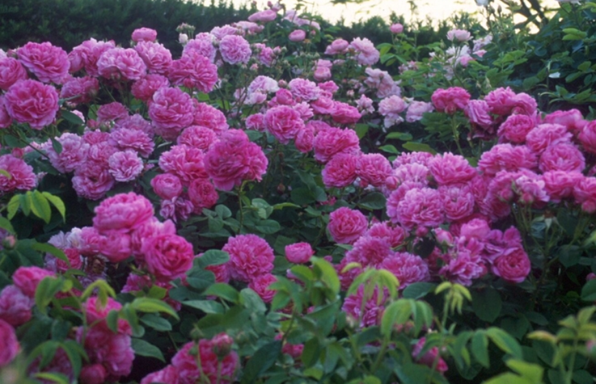 Duc de Cambridge (Duchesse de Cambridge)