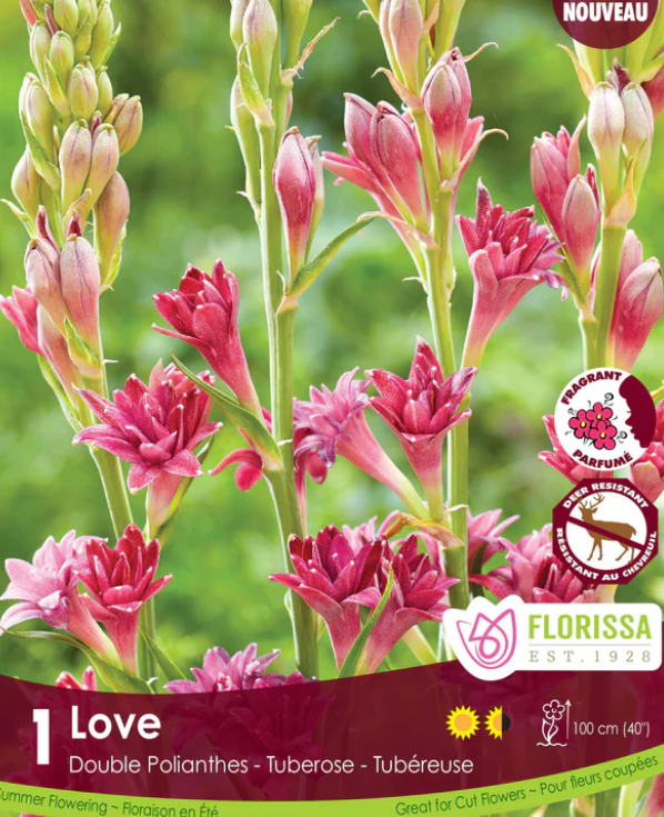 Tuberose Double - Love
