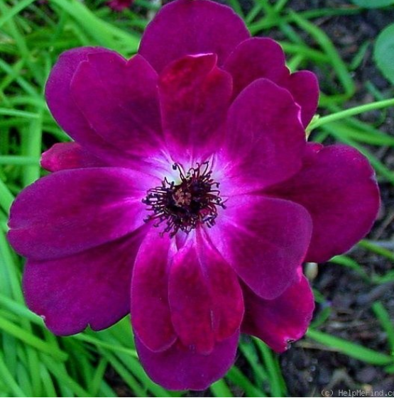 Burgundy Iceberg