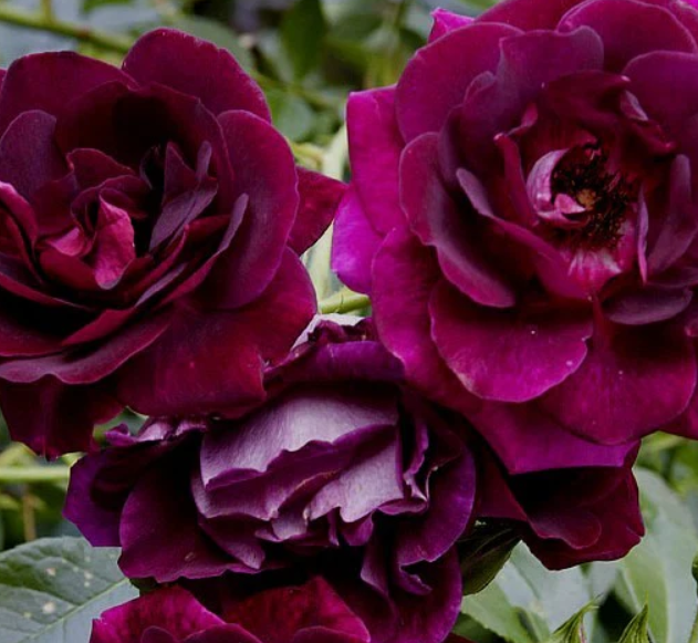 Close-up of Burgundy Iceberg Rose with deep wine-coloured blooms and glossy green leaves, perfect for adding elegance to garden beds or containers.