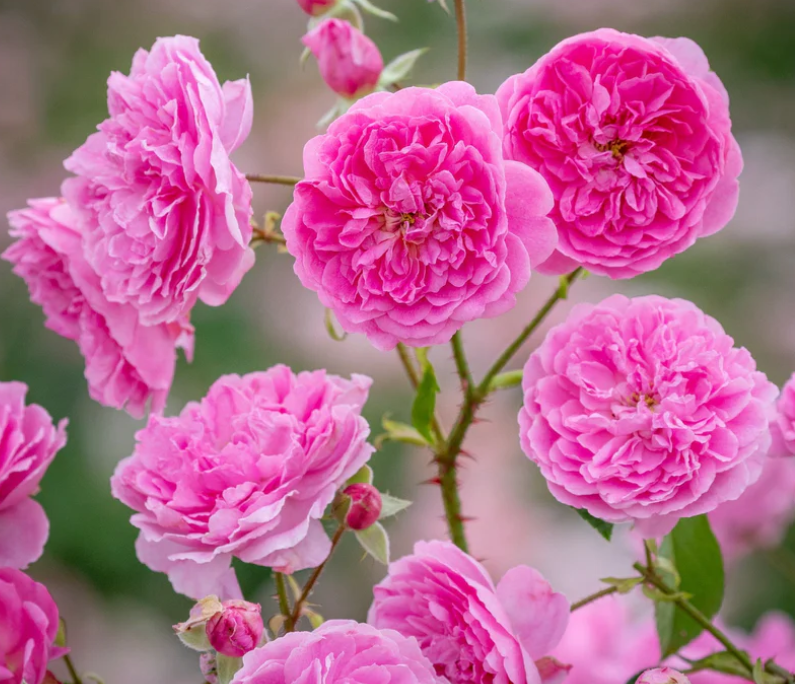 Harlow Carr