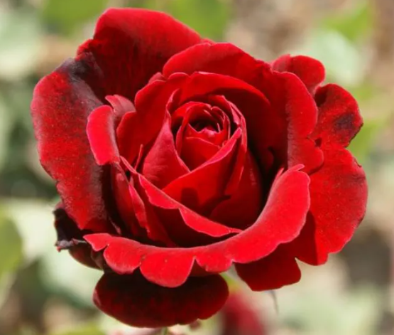 Don Juan - Hardy red climbing rose