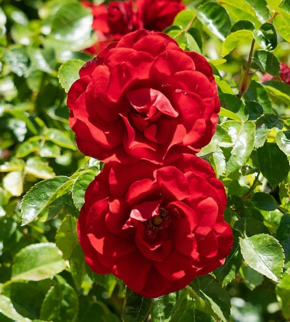Don Juan - Hardy red climbing rose
