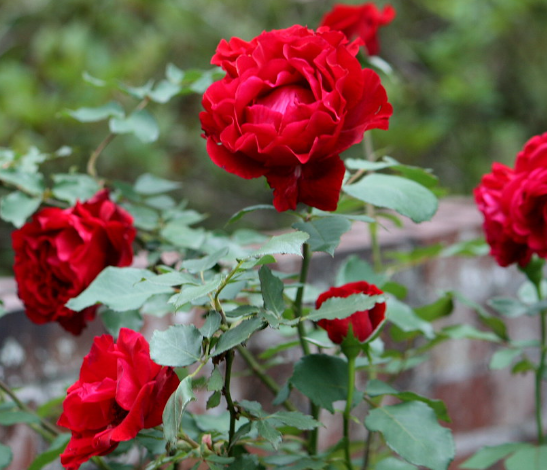 Don Juan - Hardy red climbing rose
