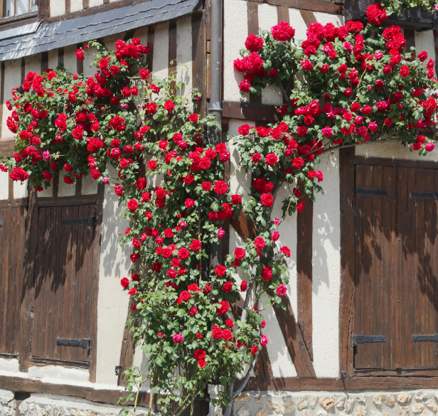 Don Juan - Hardy red climbing rose