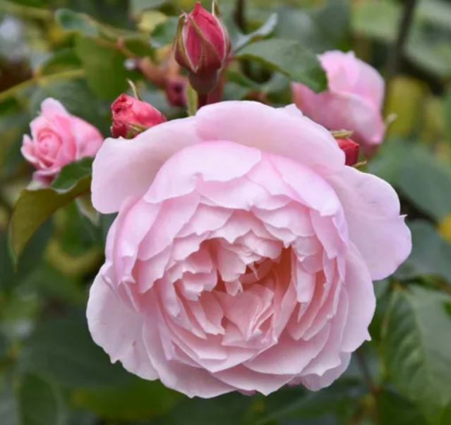 The Generous Gardener