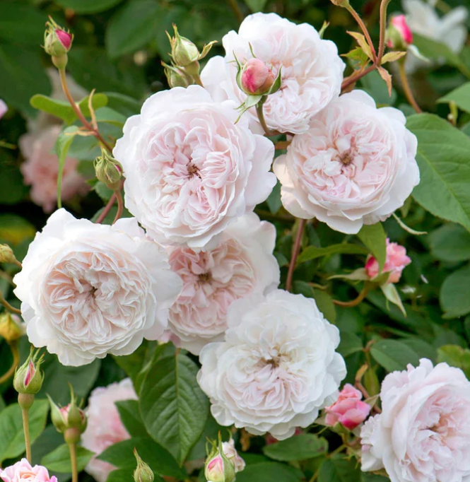 The Albrighton Rambler - David Austin Rose