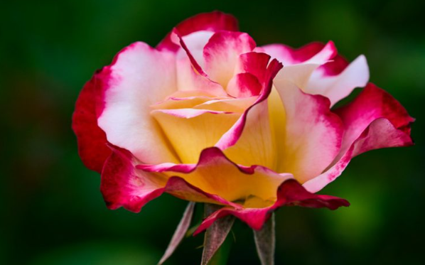 Double Delight - Hybrid Tea Rose