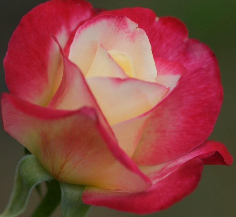 Double Delight - Hybrid Tea Rose