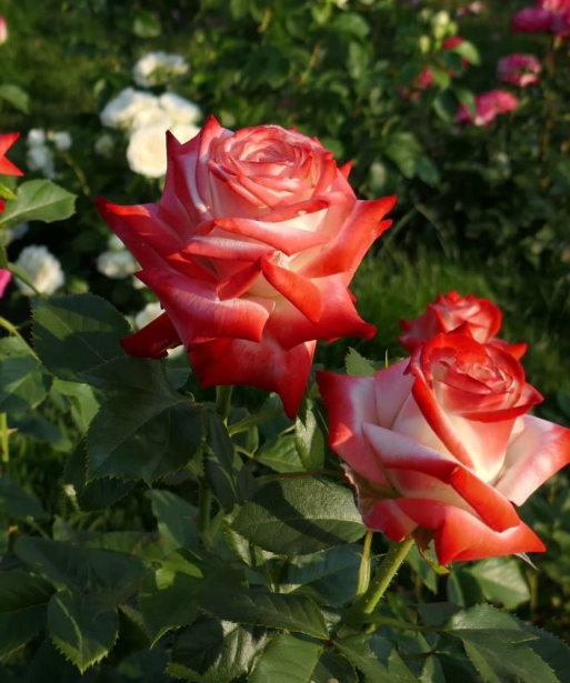 Imperatrice Farah - Hardy Rose