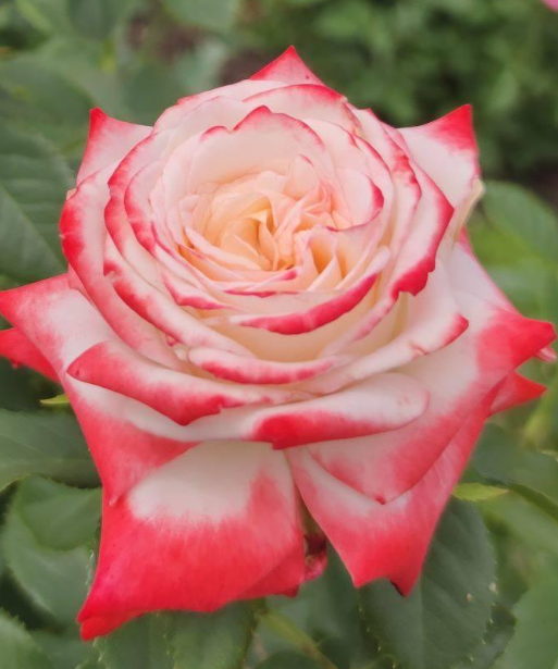 Imperatrice Farah - Hardy Rose
