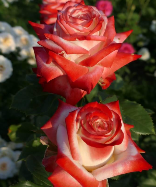 Imperatrice Farah - Hardy Rose