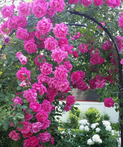 John Cabot - Hardy Canadian Climbing Rose