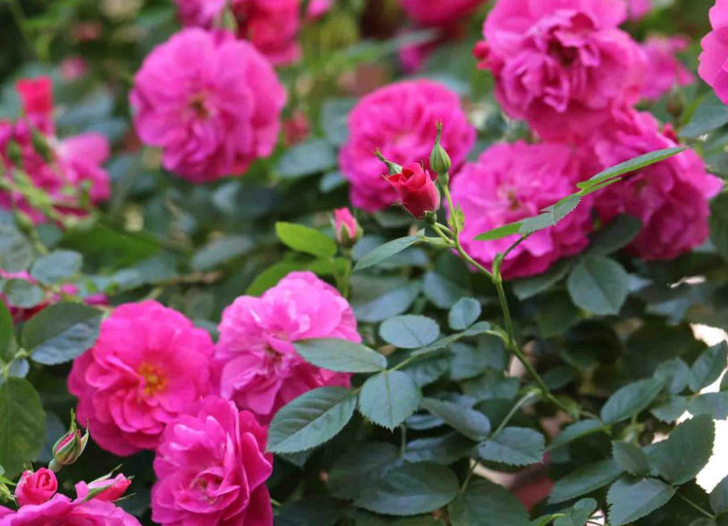 John Cabot - Hardy Canadian Climbing Rose