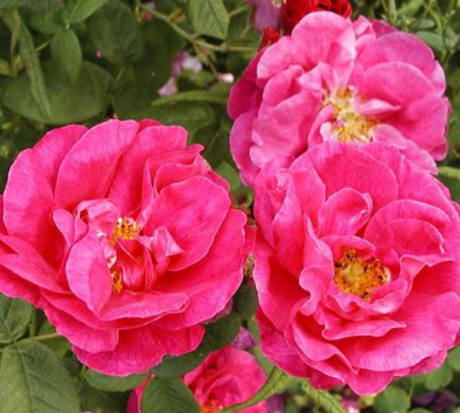 John Cabot - Hardy Canadian Climbing Rose